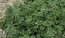 Mentha suaveolens 'Variegata'