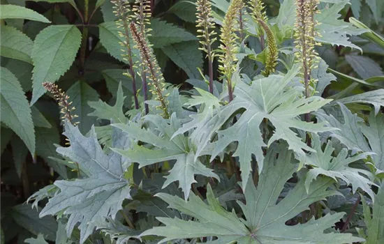 Przewalskis Kerzen-Goldkolben Przewalskis Kerzen-Goldkolben