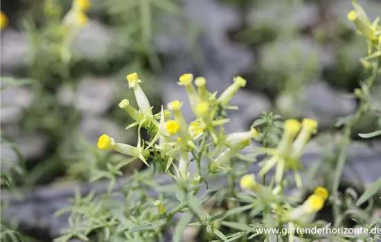 Gewöhnliches Leinkraut Gewöhnliches Leinkraut