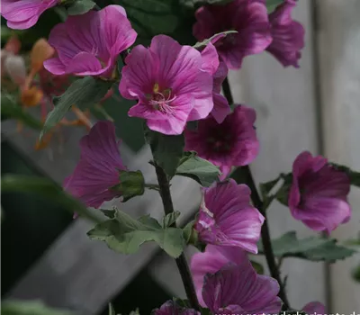 Buschmalve Buschmalve