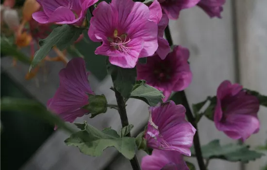 Buschmalve Buschmalve