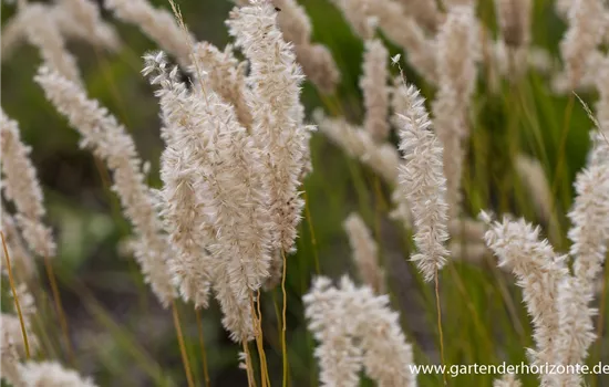 Wimper-Perlgras Wimper-Perlgras