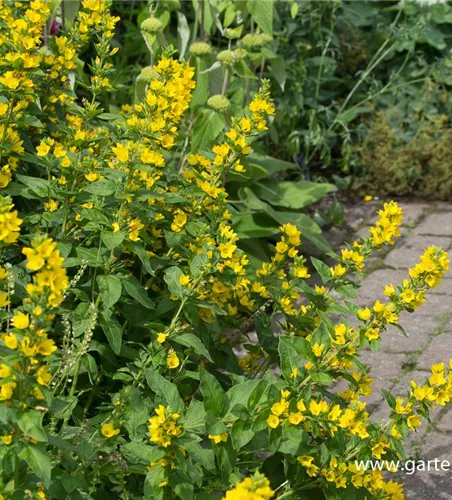 Gepunkteter Gilbweiderich Gepunkteter Gilbweiderich