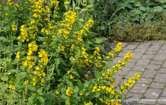 Gepunkteter Gilbweiderich Gepunkteter Gilbweiderich