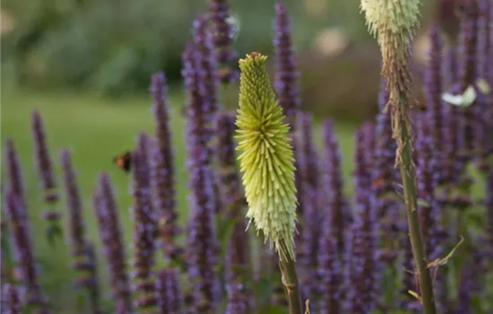 Fackellilie Fackellilie