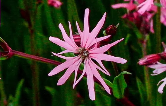 Kuckucks-Lichtnelke Kuckucks-Lichtnelke