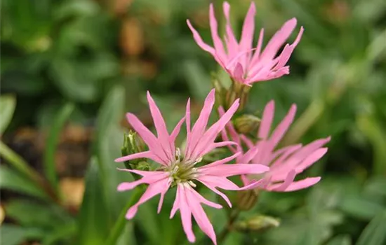 Kuckucksblume 'Nana' Kuckucksblume 'Nana'