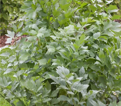 Liebstöckel Liebstöckel