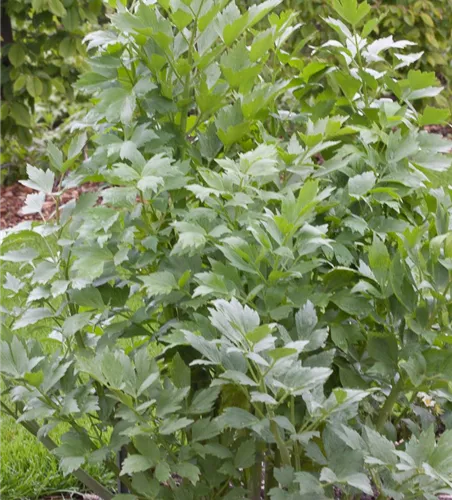 Liebstöckel Liebstöckel