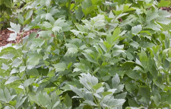 Liebstöckel Liebstöckel