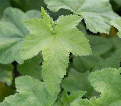 Buschmalve Buschmalve