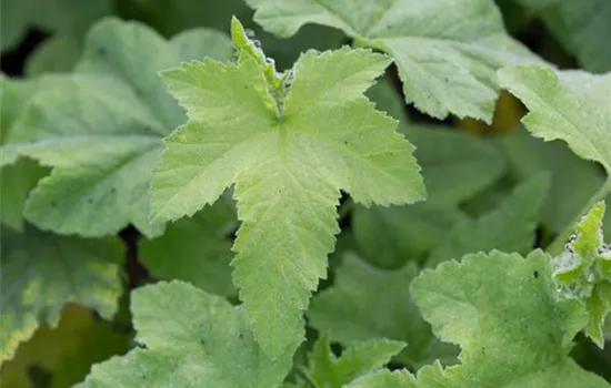 Buschmalve Buschmalve