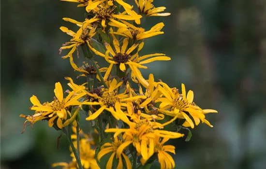 Goldkolben 'Zepter' Goldkolben 'Zepter'