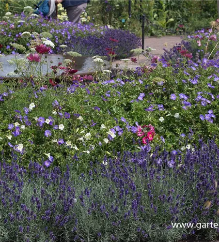 Lavandula angustifolia 'Hidcote Blue' Lavandula angustifolia 'Hidcote Blue'