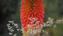 Kniphofia uvaria 'Nobilis'