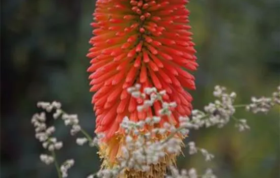 Fackellilie Fackellilie