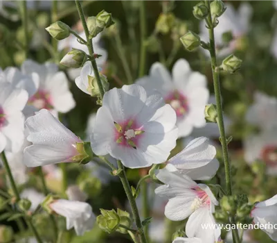 Buschmalve Buschmalve