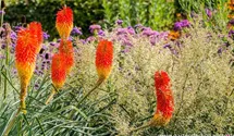 Kniphofia uvaria 'Nobilis'