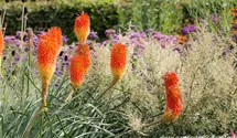 Kniphofia uvaria 'Nobilis'