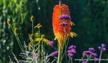 Kniphofia uvaria 'Nobilis'