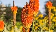 Kniphofia uvaria 'Nobilis'
