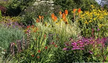 Kniphofia uvaria 'Nobilis'