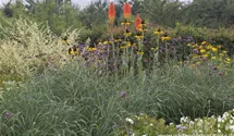 Kniphofia uvaria 'Nobilis'