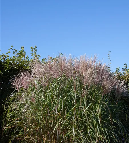 Garten-Chinaschilf 'Malepartus' Garten-Chinaschilf 'Malepartus'