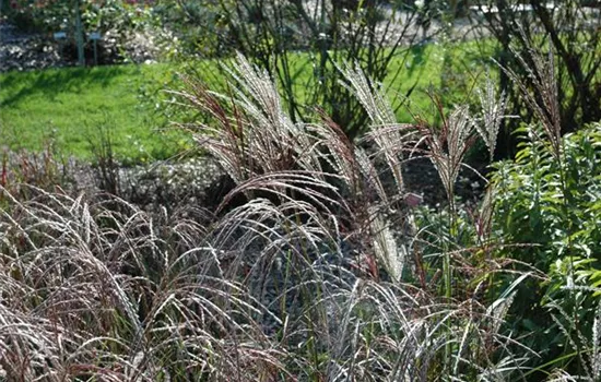 Garten-Chinaschilf Garten-Chinaschilf