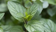 Mentha x piperita 'Chocolate'