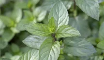 Mentha x piperita 'Chocolate'