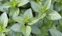 Mentha x piperita 'Chocolate'