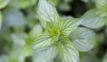 Mentha x piperita 'Chocolate'