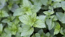 Mentha x piperita 'Chocolate'