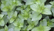 Mentha x piperita 'Chocolate'