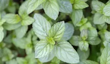 Mentha x piperita 'Chocolate'