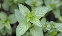 Mentha x piperita 'Chocolate'