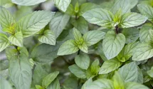 Mentha x piperita 'Chocolate'