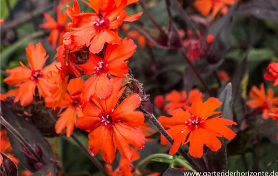 Garten-Bastard-Lichtnelke Garten-Bastard-Lichtnelke