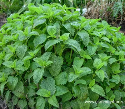 Zitronen-Melisse Zitronen-Melisse