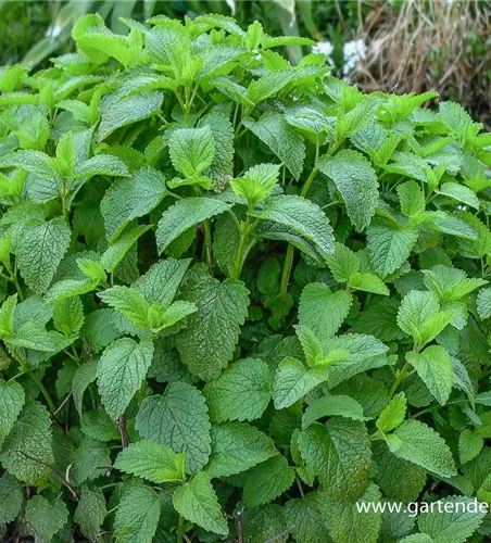 Zitronen-Melisse Zitronen-Melisse