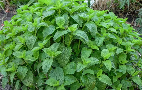 Zitronen-Melisse Zitronen-Melisse