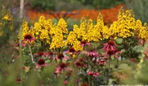 Ligularia x hessei 'Laternchen'®