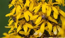 Ligularia x hessei 'Laternchen'®