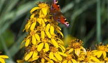 Ligularia x hessei 'Laternchen'®