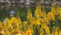 Ligularia x hessei 'Laternchen'®