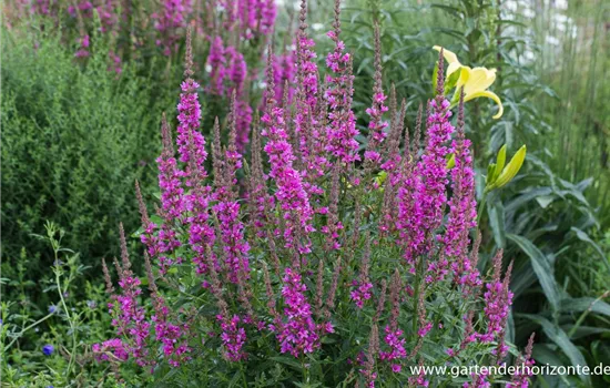 Garten-Blut-Weiderich Garten-Blut-Weiderich