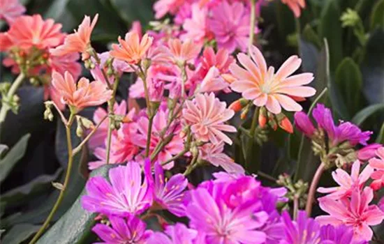 Garten-Bitterwurz 'Regenbogen' Garten-Bitterwurz 'Regenbogen'