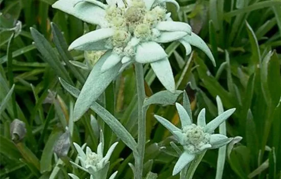 Fackellilie Fackellilie