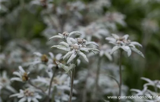 Alpen-Edelweiß Alpen-Edelweiß
